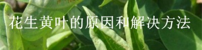 花生黄叶的原因和解决方法？种植问题！