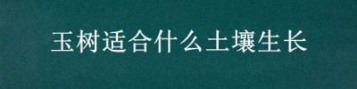 玉树适合什么土壤生长 玉树用什么盆搭配