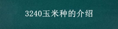 3240玉米种的介绍 济玉3240玉米种抗旱不