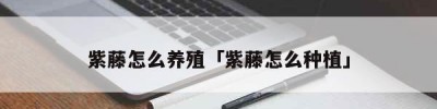 紫藤怎么养殖「紫藤怎么种植」