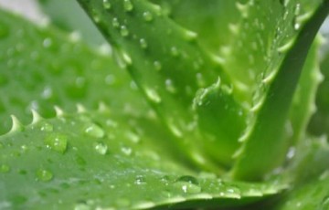 芦荟移植要注意什么？芦荟隔多少天浇水才科学？