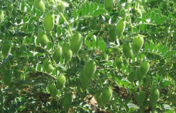 鹰嘴豆种植时间和方法，怎么种鹰嘴豆？鹰嘴豆种植技术！