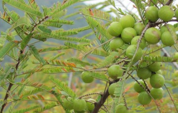 橄榄树种植方法！怎么种植橄榄树？怎么嫁接繁殖？怎么种子繁殖？