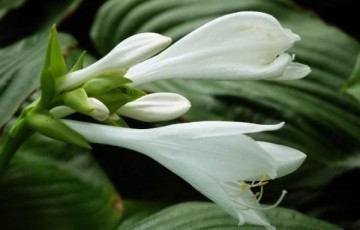 玉簪花种植问题！玉簪花怎么养？养殖方法与注意事项！烂根怎么办？