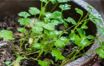 四季香菜种植方法和时间？种植问题！