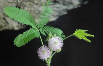 含羞草种子怎么种？什么时候种？不开花怎么办？枯萎了怎么办？