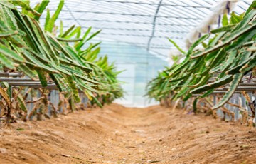 春季什么时候给果树浇水？种植问题！