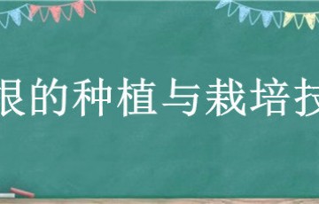 葛根的种植与栽培技术 葛根育苗种植技术