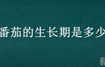 小番茄的生长期是多少天 大棚西红柿多少天成熟