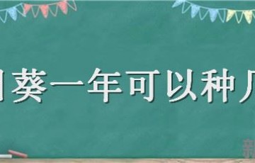 向日葵一年可以种几次 一株向日葵只能开几次花吗